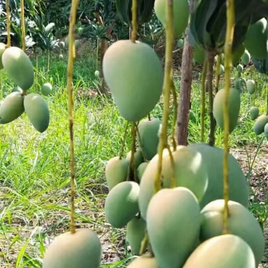 百色广西百色芒果场地直销