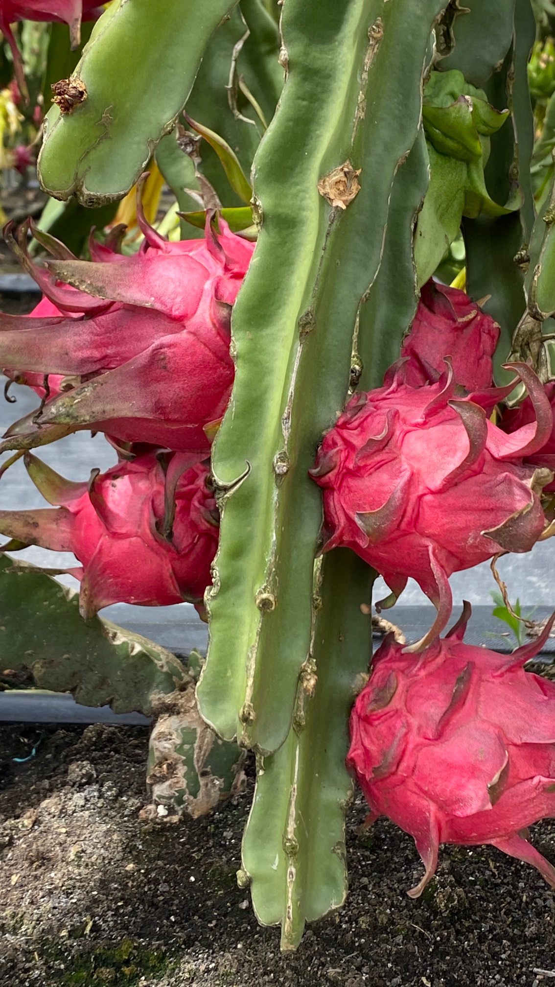 一件代发京都一号红心火龙果色泽红艳营养丰富含葡萄糖维生素C