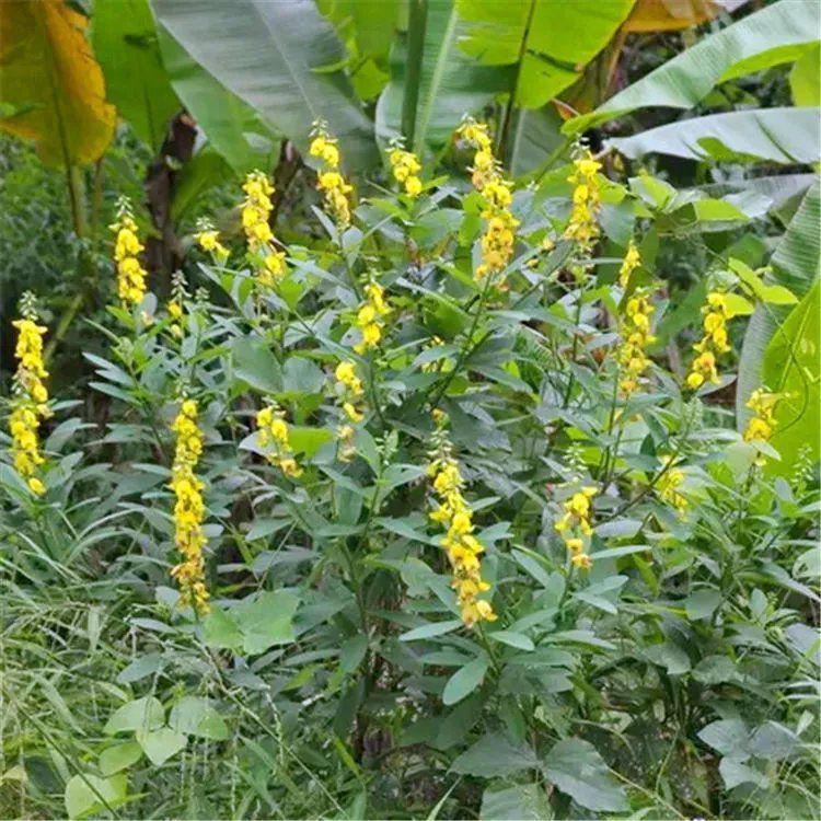 猪屎豆种子多年生草本植物耐寒耐旱灌木花期长园林绿化苗药材种籽