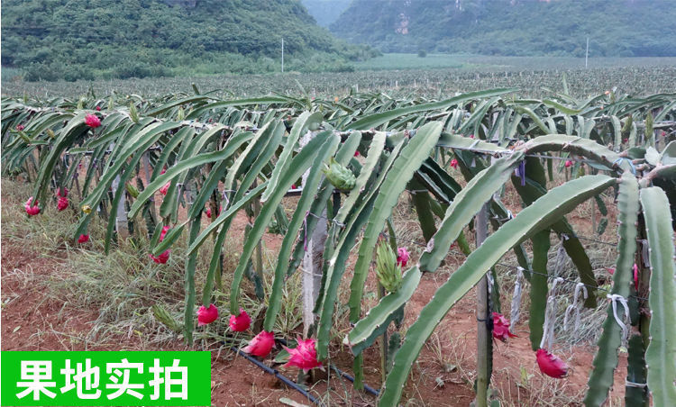 博白县广西红心火龙果红肉新鲜火龙果批发整箱1000亩