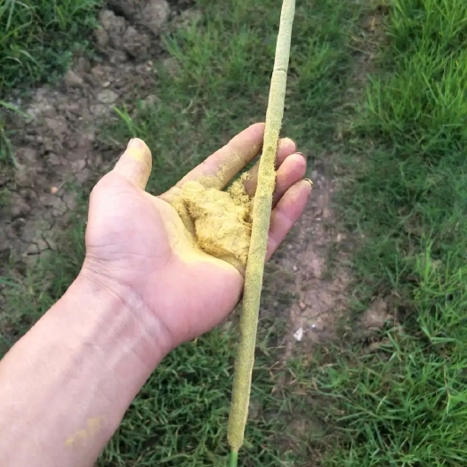 东营优质蒲黄，精粉生货直接过筛，非研磨货。