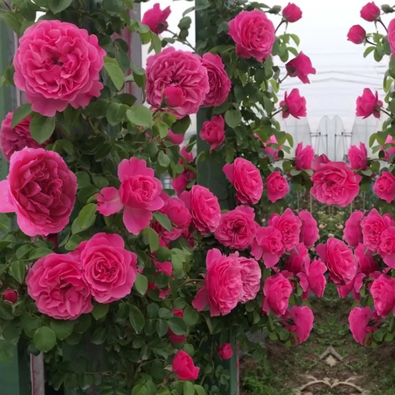 爬藤月季四季开花欧月龙沙宝石蔷薇大花庭院花卉盆栽阳台玫瑰大苗