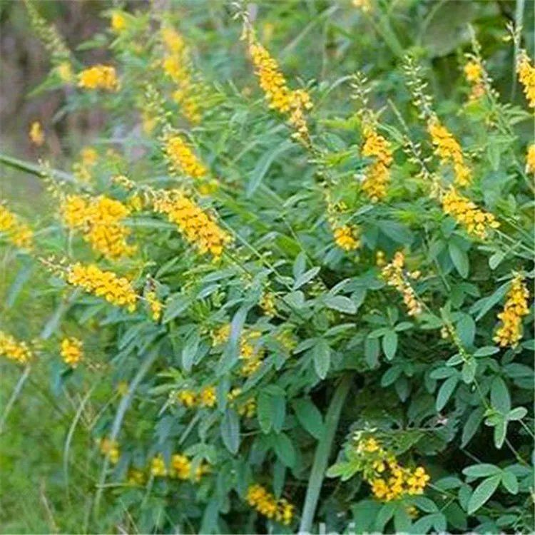 猪屎豆种子多年生草本植物耐寒耐旱灌木花期长园林绿化苗药材种籽