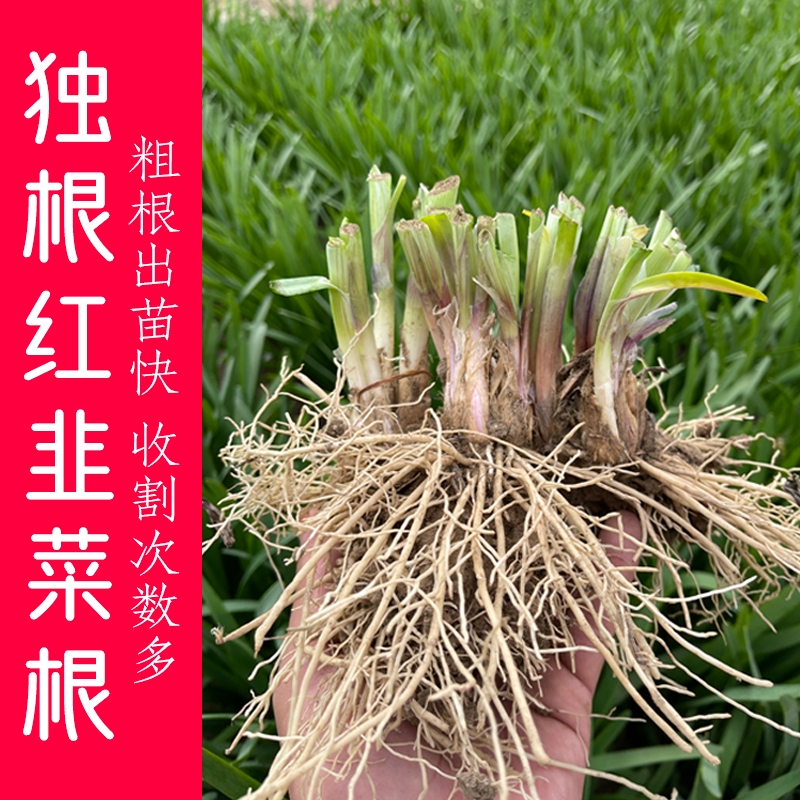 沭阳县现挖红根宽叶韭菜根苗四季种子种籽子阳台苗紫根盆栽籽种小叶根
