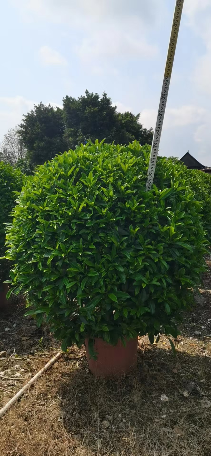非洲茉莉1.5－1.8米