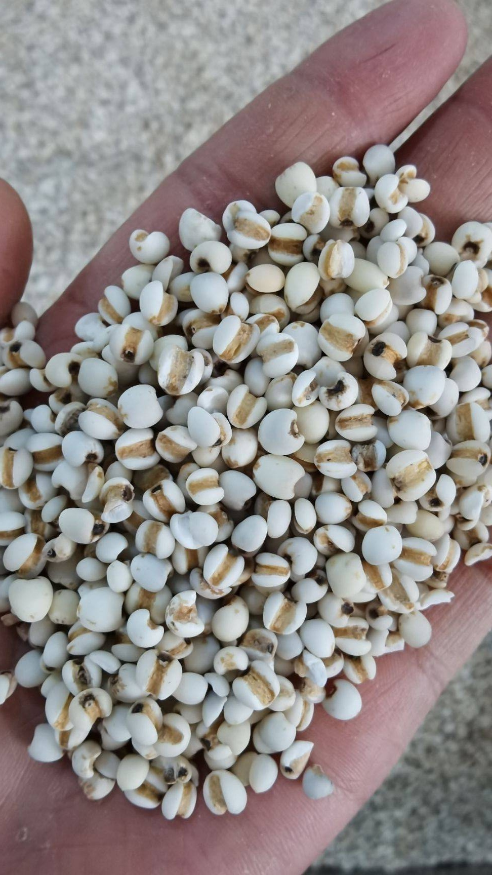 生薏仁 精选国产薏苡仁 过筛无碎 正宗小颗粒 薏苡仁