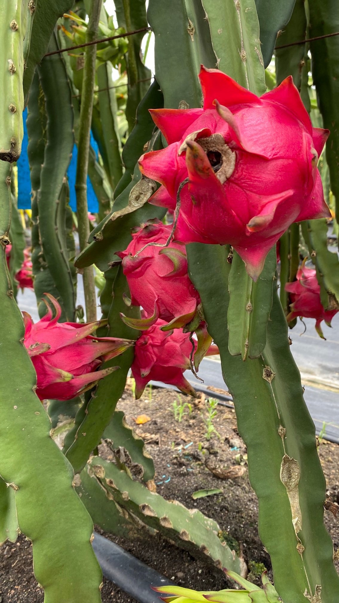 一件代发京都一号红心火龙果色泽红艳营养丰富含葡萄糖维生素C