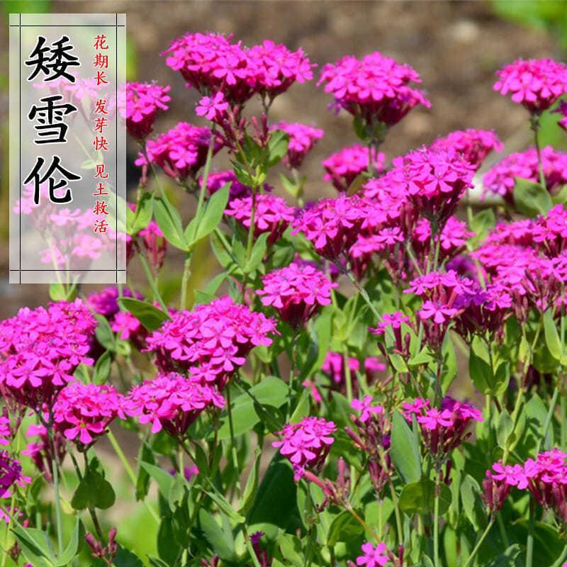 沭阳县矮雪轮种子大蔓樱花地被花坛家庭院盆栽春播花卉花种子