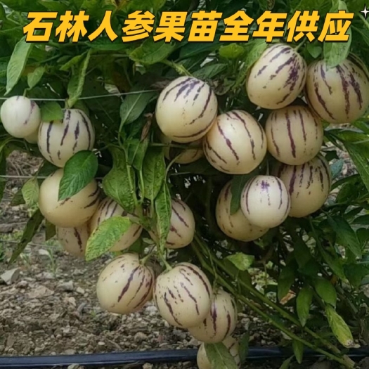 云南石林人参果苗热销中……