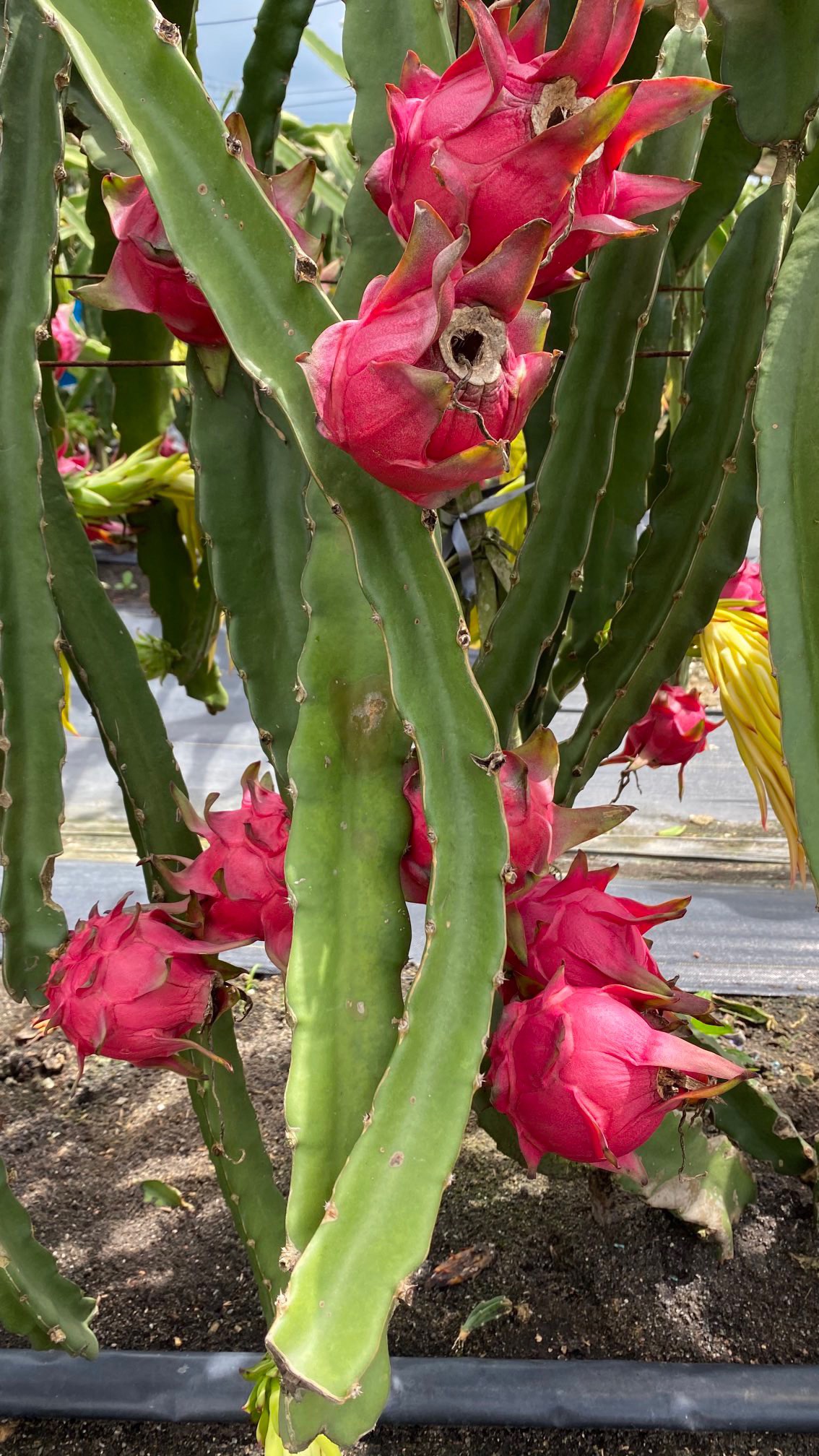 一件代发京都一号红心火龙果色泽红艳营养丰富含葡萄糖维生素C