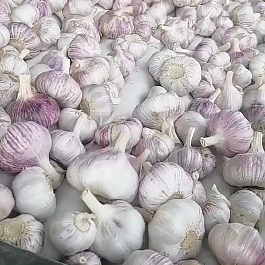 邳州市邳州大蒜红蒜精品净蒜全国各地直发