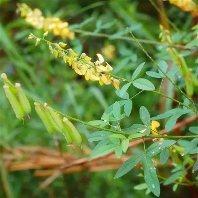 猪屎豆种子多年生草本植物耐寒耐旱灌木花期长园林绿化苗药材种籽