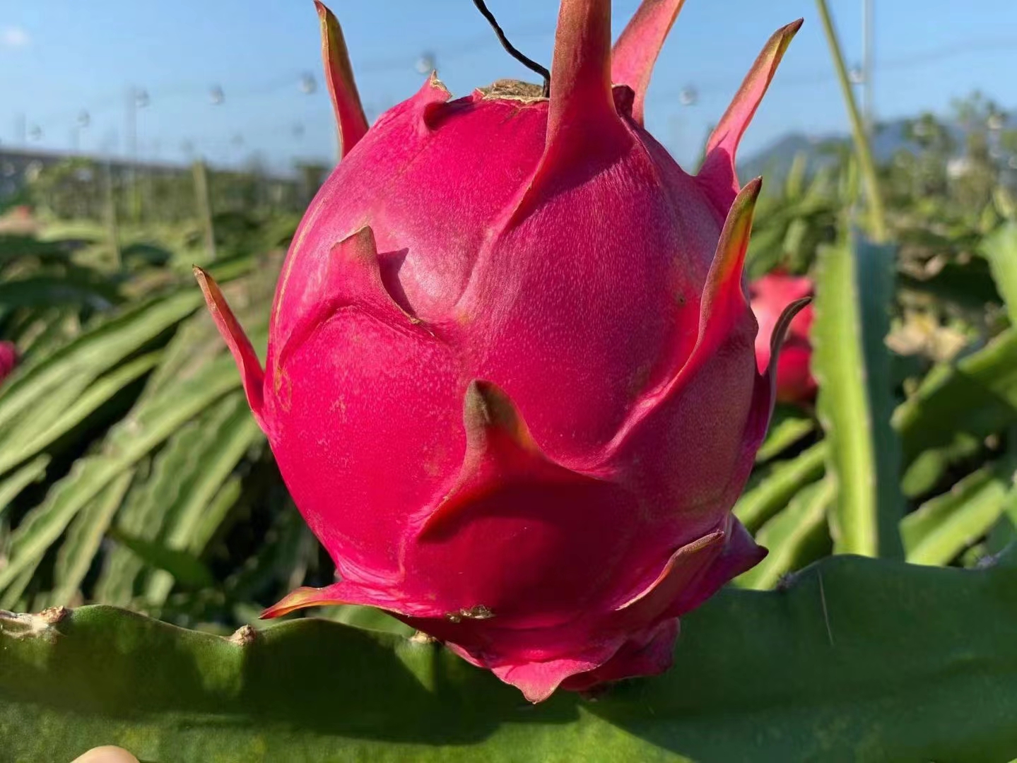 一件代发京都一号红心火龙果色泽红艳营养丰富含葡萄糖维生素C