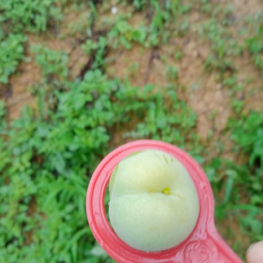 镇宁县六马冰脆李