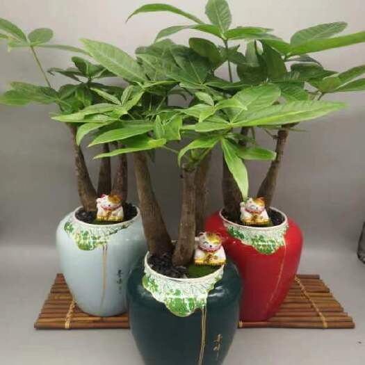 小号招财手[發]15盆/箱 三色混装造型三杈发财