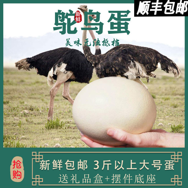 南京超大号新鲜鸵鸟蛋非洲鸵鸟食用蛋非受精鸵鸟蛋鸵鸟蛋雕鸸鹋蛋包邮