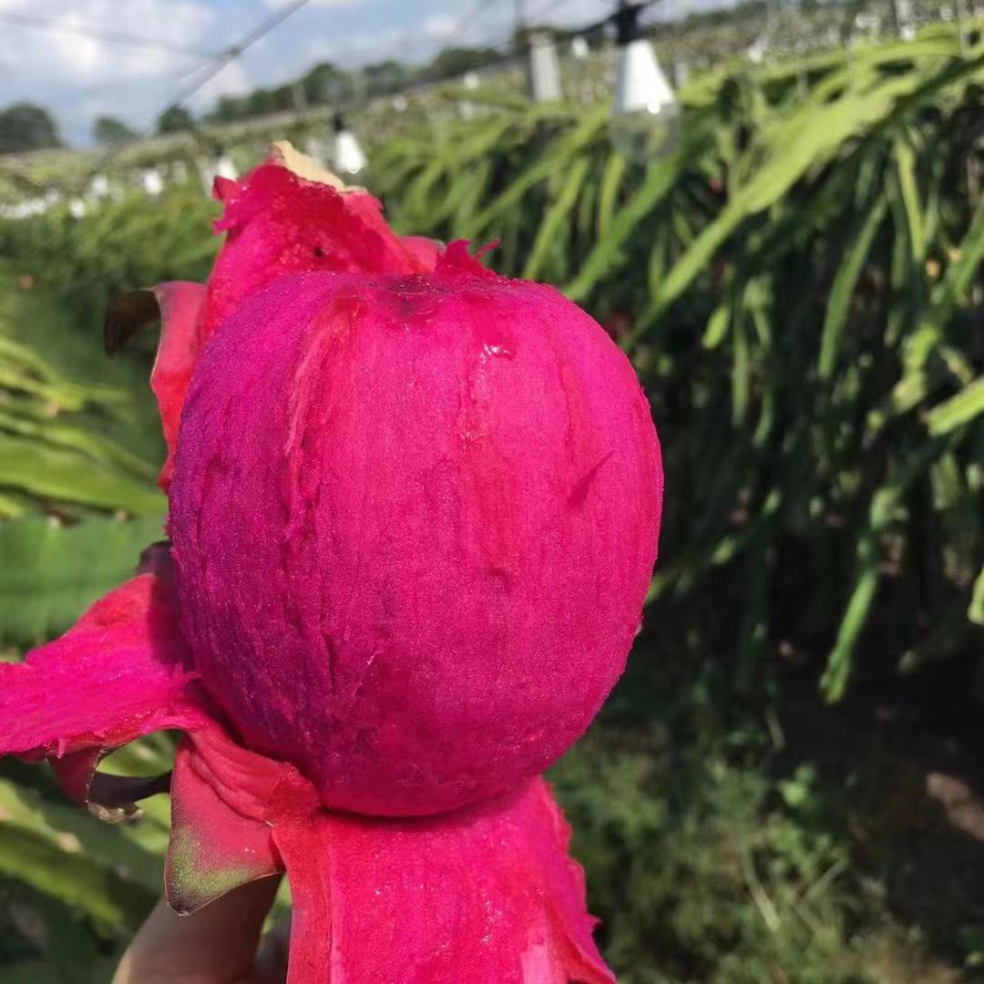 一件代发京都一号红心火龙果色泽红艳营养丰富含葡萄糖维生素C