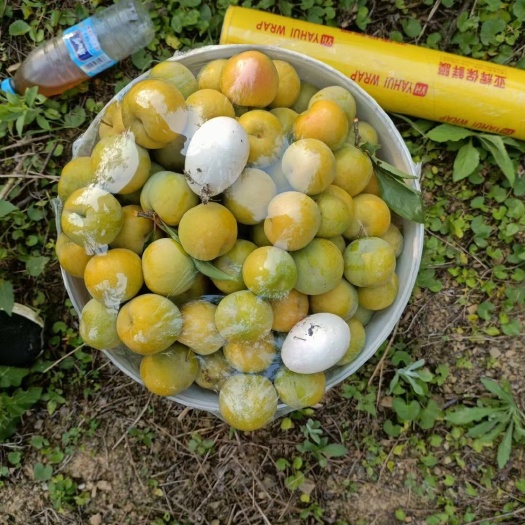 镇宁县贵州六马蜂糖李