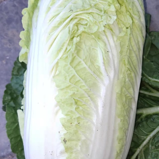 涿州市黄心娃娃菜