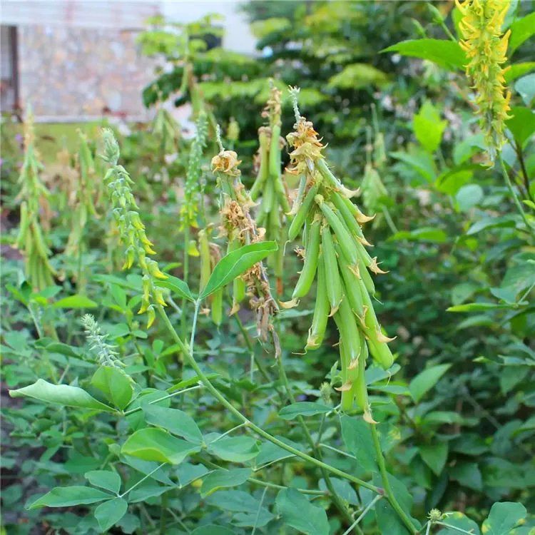 猪屎豆种子多年生草本植物耐寒耐旱灌木花期长园林绿化苗药材种籽