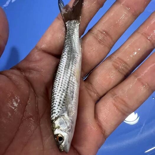 南宁快大赤眼鳟鱼苗广西红眼鳟鱼苗鱼场直销品种优良