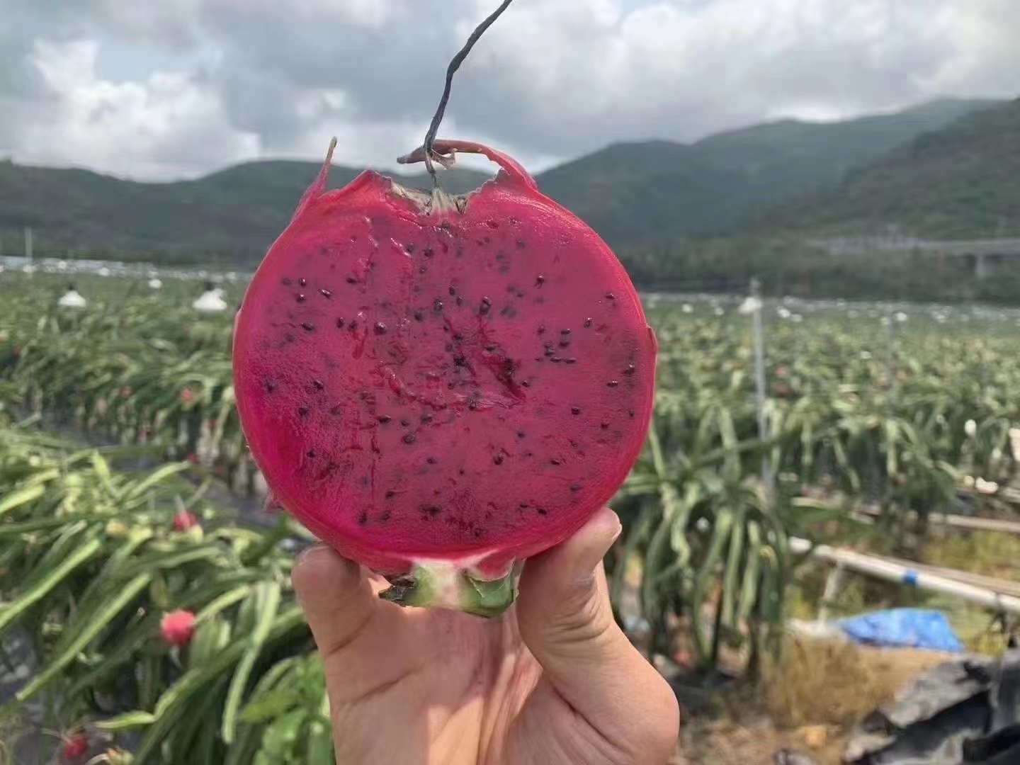 一件代发京都一号红心火龙果色泽红艳营养丰富含葡萄糖维生素C