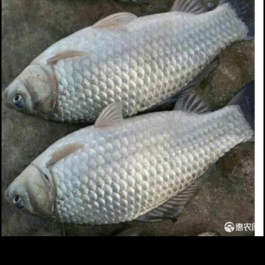 宜良县鲫鱼苗，商品鱼