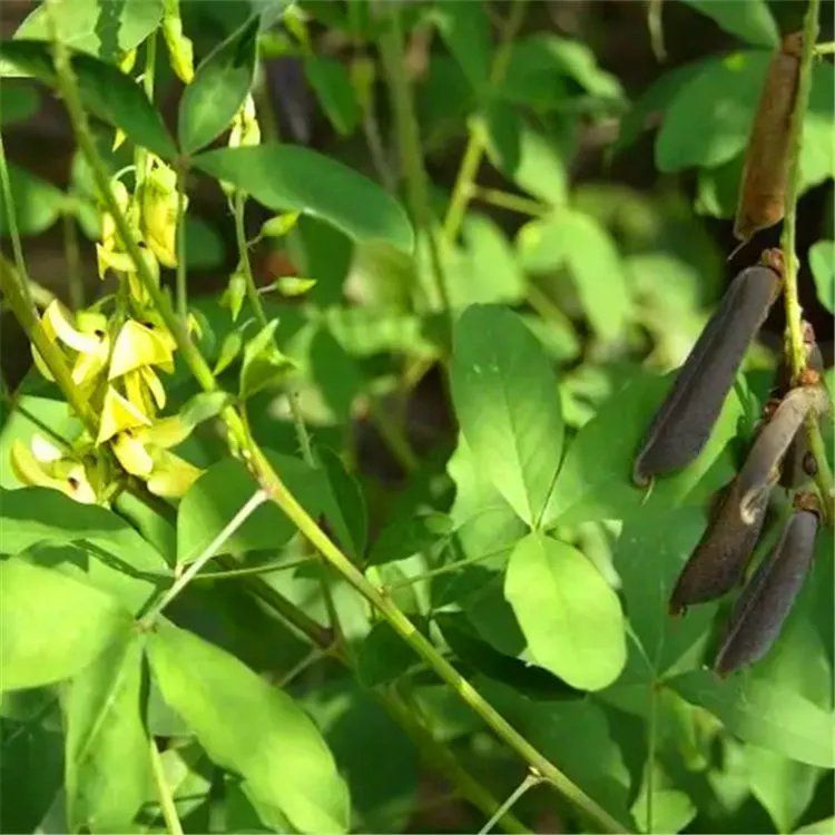 猪屎豆种子多年生草本植物耐寒耐旱灌木花期长园林绿化苗药材种籽