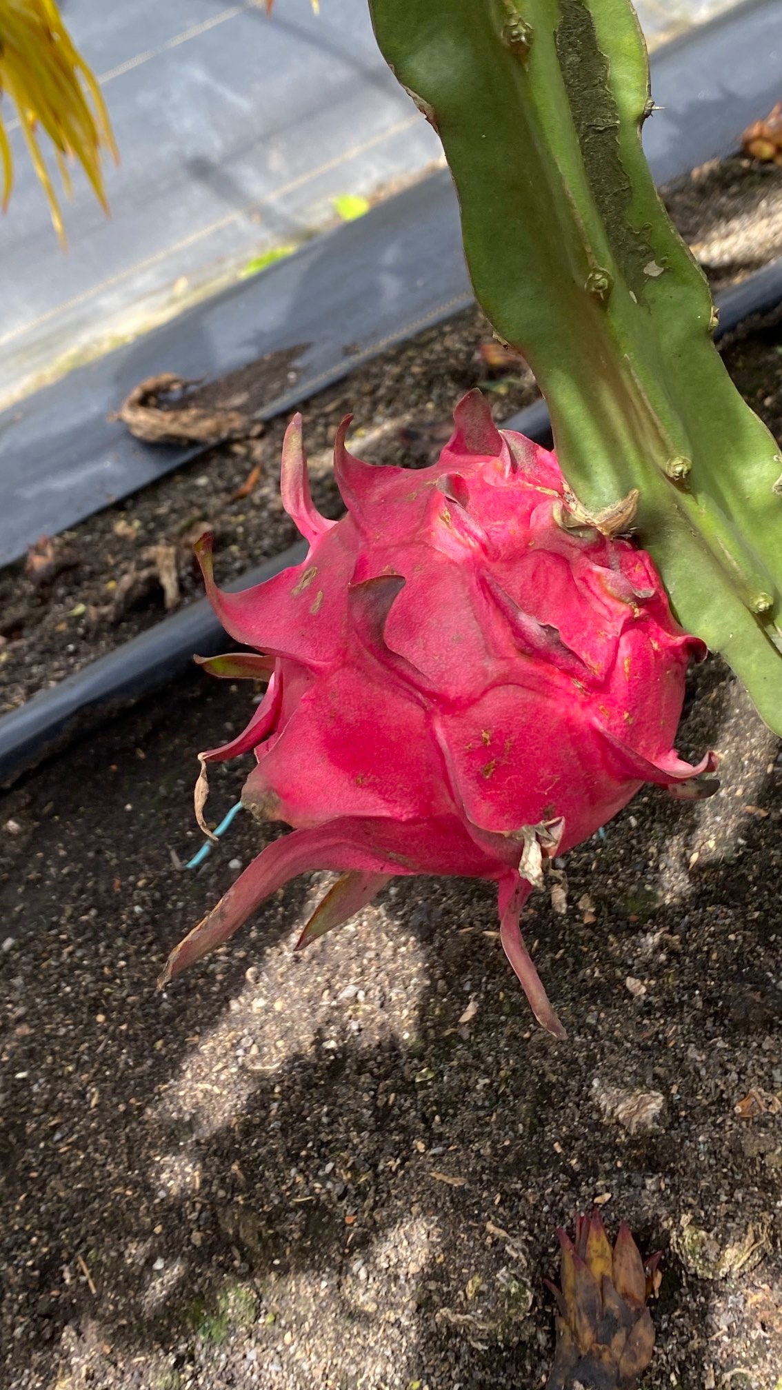 一件代发京都一号红心火龙果色泽红艳营养丰富含葡萄糖维生素C