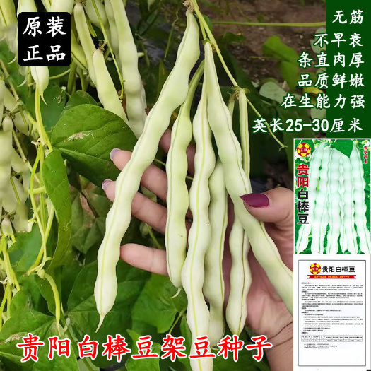 成都玉龙白棒豆种子白芸豆架豆白不老豆角种子四季菜种子豆籽早熟高产