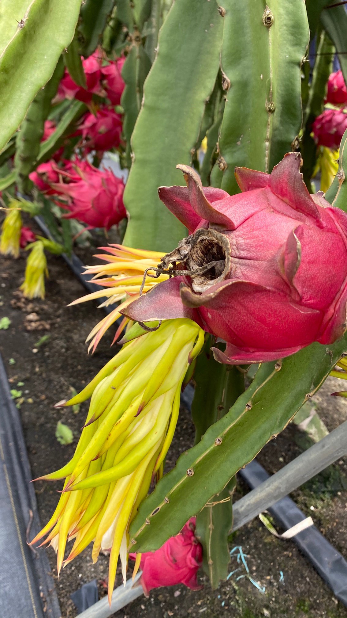 一件代发京都一号红心火龙果色泽红艳营养丰富含葡萄糖维生素C