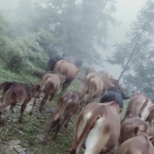 进鑫牧业