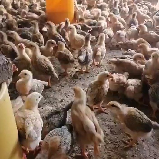 衡阳大量供应灵山土鸡脱温苗一个月龄苗半斤左右疫苗齐全鸡群健康活泼