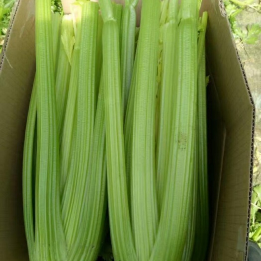康保县芹菜 万全芹菜 西芹