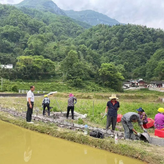 重庆市重庆市武隆，核心景观梯田50亩，桃园50亩。