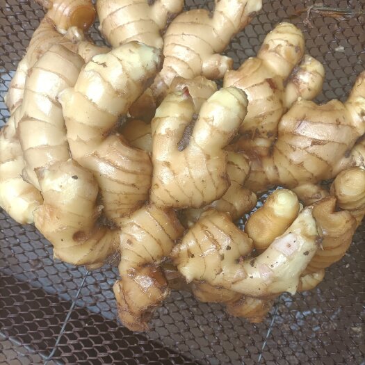 礼泉县大黄姜