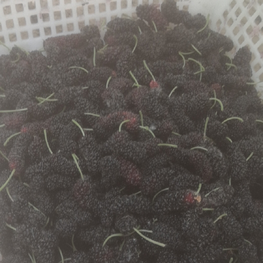 大名县桑葚