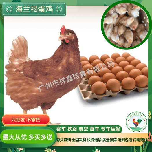 广州供应海兰褐蛋鸡苗多蛋鸡苗，打马立克疫苗