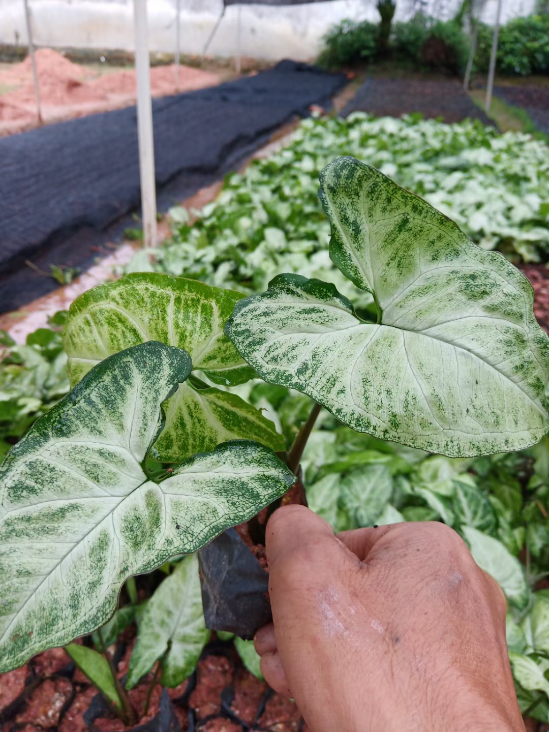 合果芋(白蝴蝶)阴生植物，适合桥底，大树底下，室内公园。。。