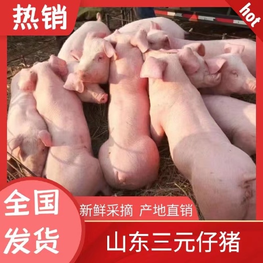沂水县三元仔猪猪苗猪仔基地批发