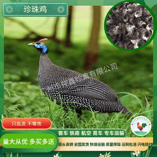 广州珍珠鸡苗 小珍珠鸡苗 优质纯种珍鸡 珠鸡鸡苗
