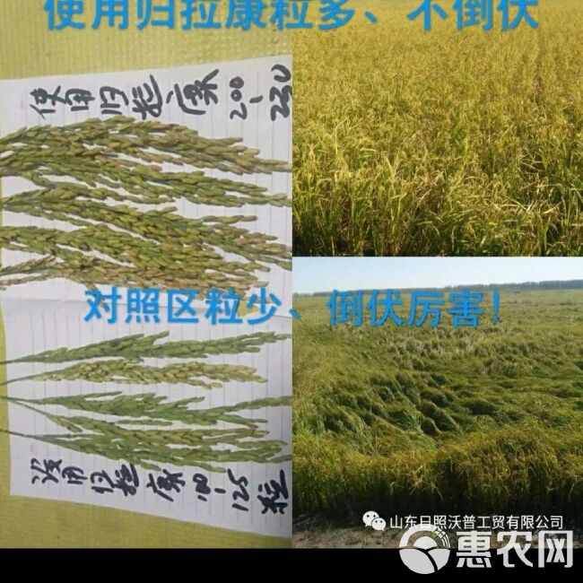 “归拉康”硅肥 产地:比利时 抗逆驱虫抗倒抗病促长增糖耐储