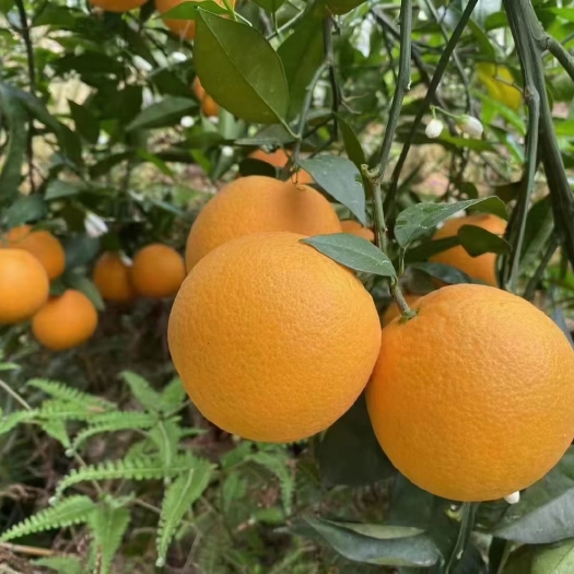 秭归县湖北秭归夏橙，酸甜可口，汁多肉嫩，新鲜采产地直销，价格实惠