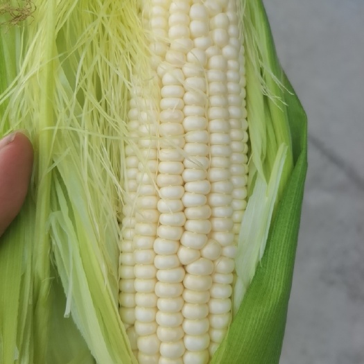 杭州鲜玉米甜玉米10/100斤装现摘批发