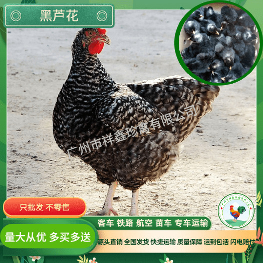 广州芦花鸡苗 包路损 高品质 肉质鲜美 批发芦花鸡 包运费