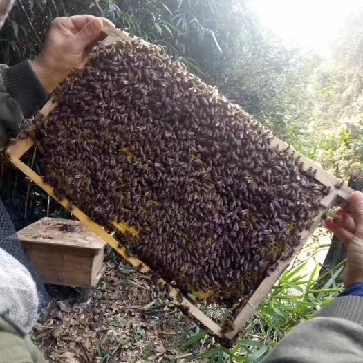 赣州深山土蜂蜜