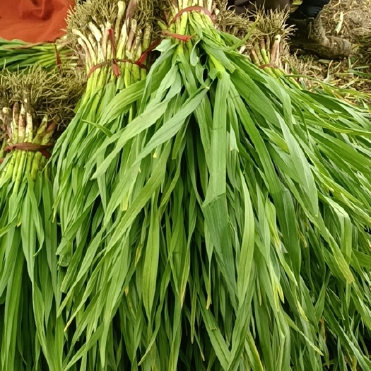 海东优质蒜苗大量上市欢迎来咨询