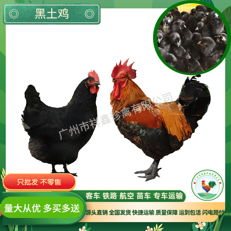 厂家直销正宗黑土鸡苗黑土二土三黑鸡苗中速黑鸡包运输成活包疫苗