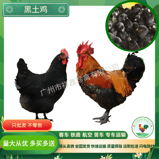 广州厂家直销正宗黑土鸡苗黑土二土三黑鸡苗中速黑鸡包运输成活包疫苗