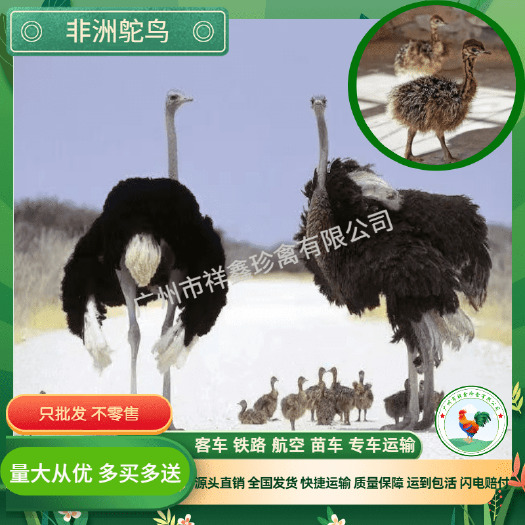 广州非洲鸵鸟苗脱温鸵鸟苗成年可长300多斤